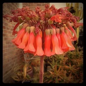 6 plus extras - Succulent Baby live Plantlets